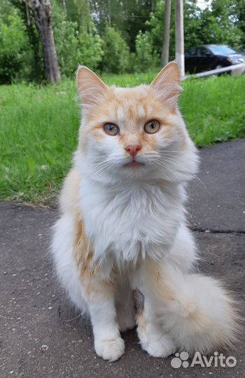 Молоденький котик ищет дом
