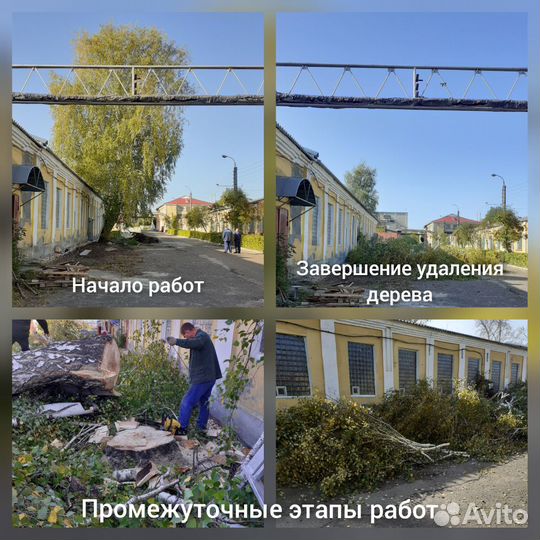 Спил деревьев