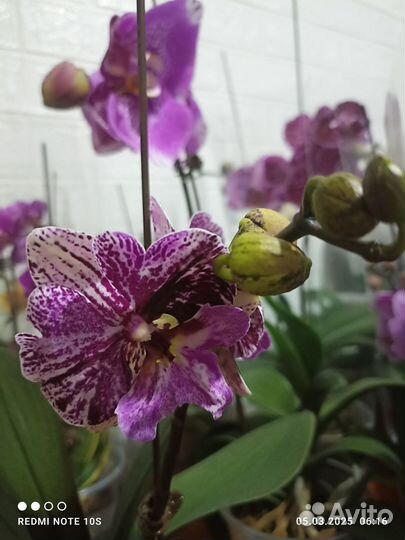 Орхидея шоколад