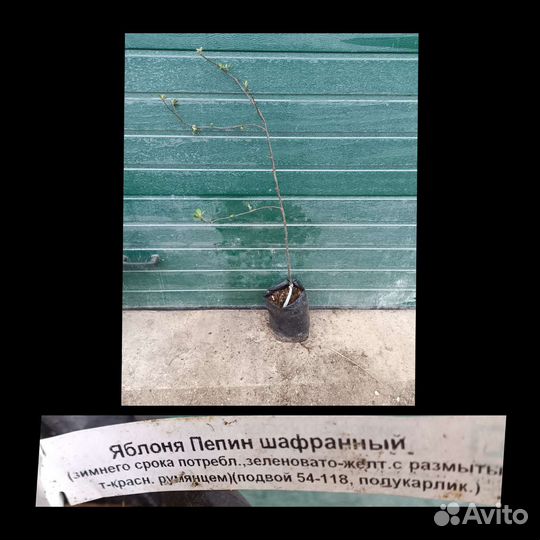 Плодовые деревья