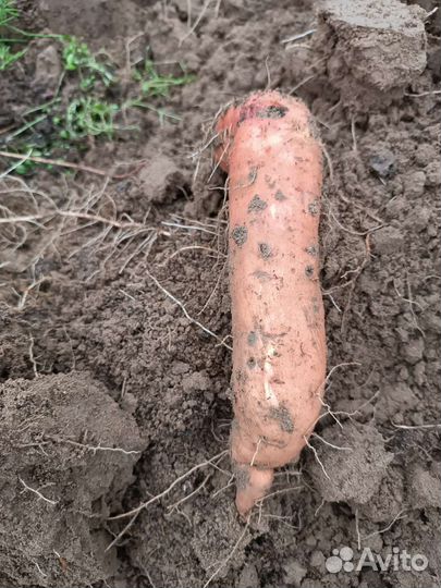 Батат, рассада