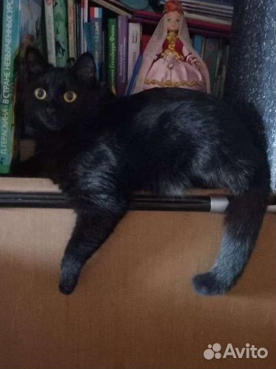 Кошка на вязку