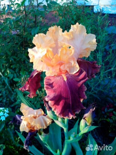 Ирис бородатый Marie-Jose NAT (Кайо, 2001)