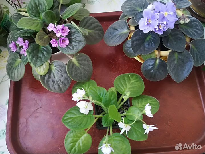 Комнатные растения