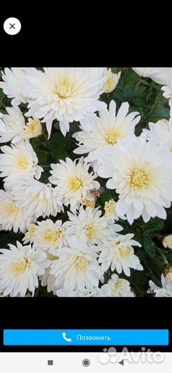 Хризантема мультифлора