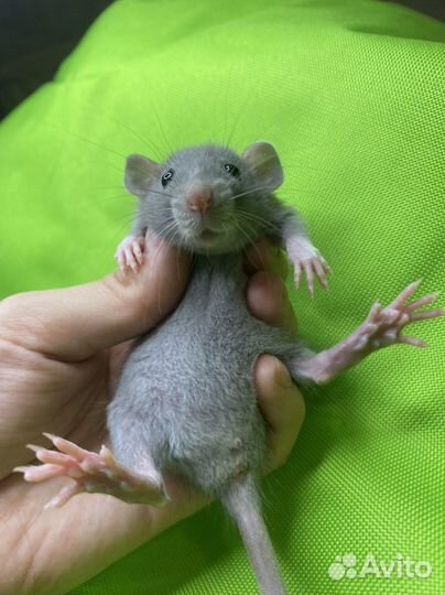 Крысята дамбо. Питомник. Шикарные малыши