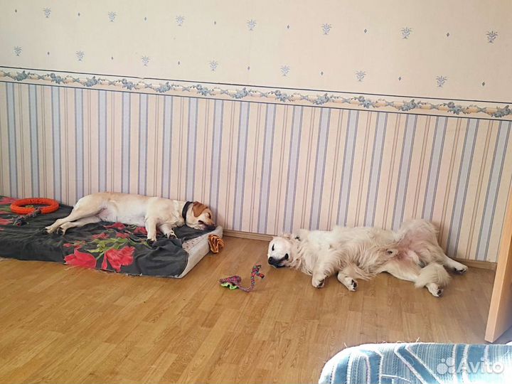 Передержка собак 24/7