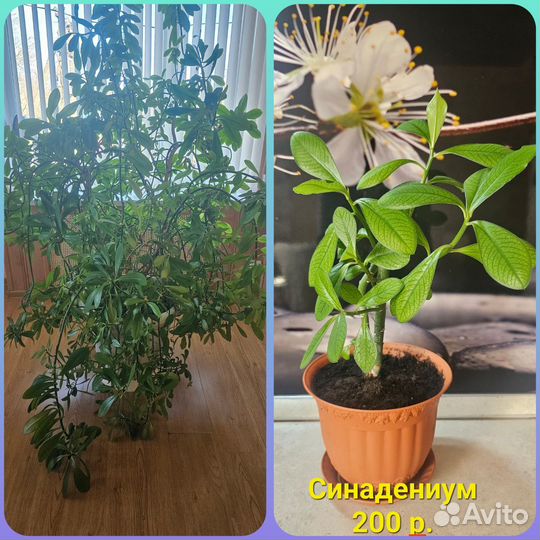 Комнатные цветы