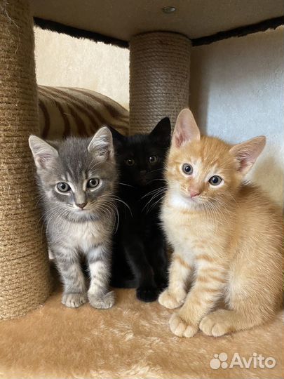 Котенок ищет дом