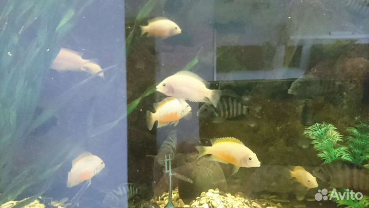 Аквариумные рыбки цихлиды