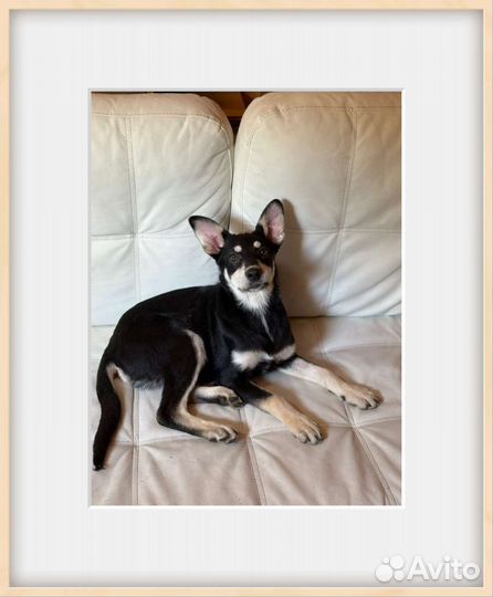 Самый лучший щенок