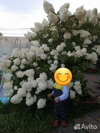 Гортензия метельчатая