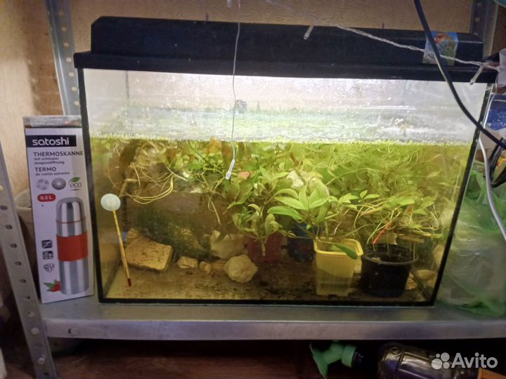 Растения аквариумные, камни и ракушки(рапана)