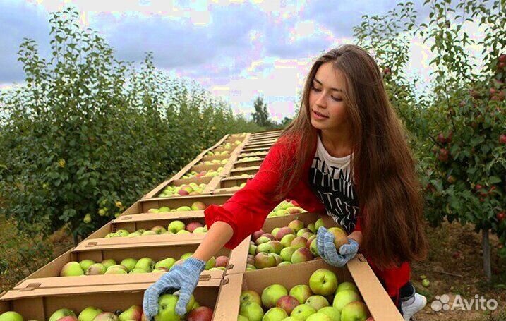 Требуется Сборщик яблок