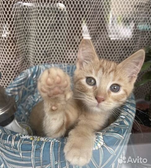 Рыжий котенок в добрые руки