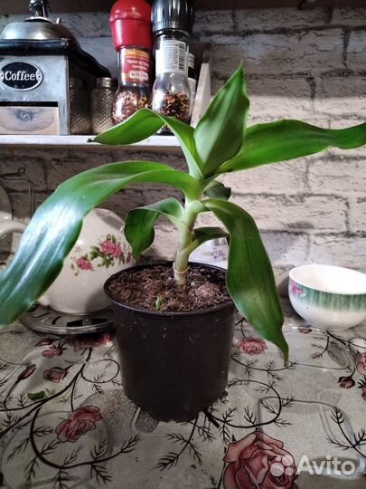 Растение золотой ус