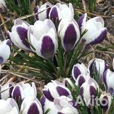 Крокус Панда