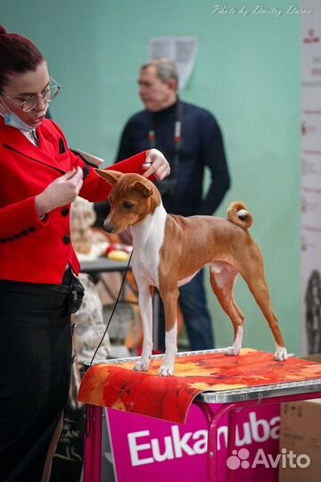 Щенки басенджи