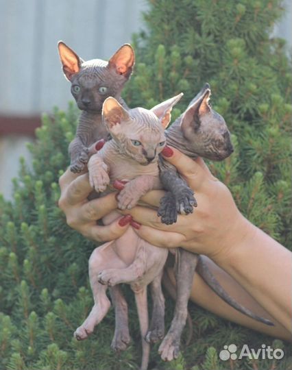 Канадский сфинкс