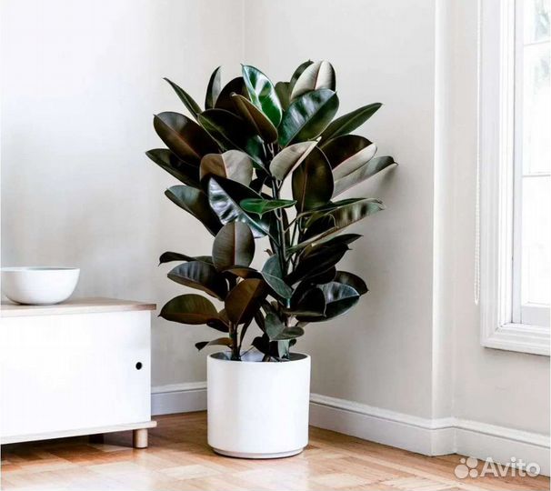 Фикусы сортовые