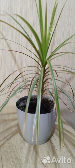 Комнатные цветы драцена