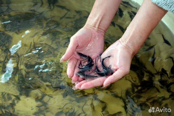 Рыбка для пруда, узв или аквариума