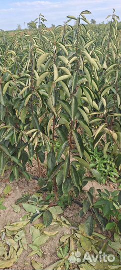 Саженцы хурмы 