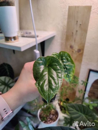 Антуриум сирих