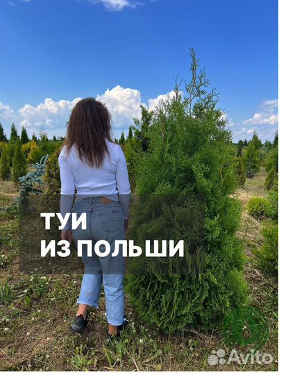 Туя брабант