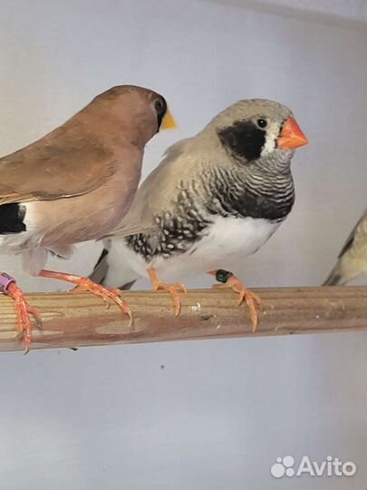 Зебровые амадины