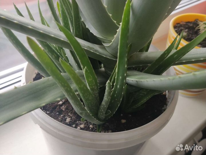 Алоэ отростки