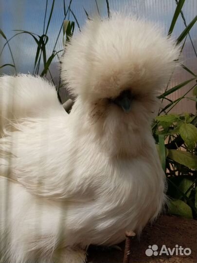 Цыплята Шолковых