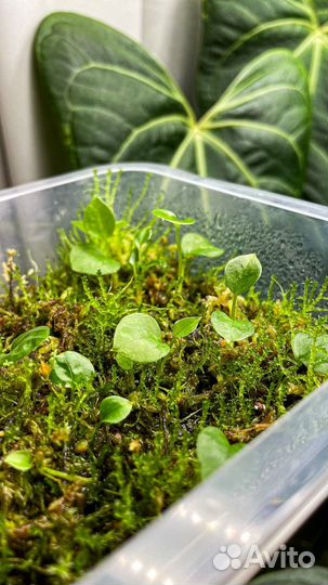 Anthurium hydrid. Cuyabeno Soul x Forgetii WS