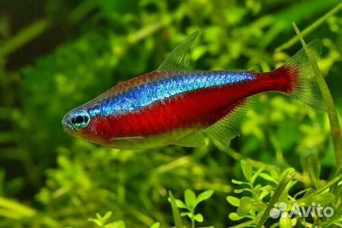 Неоны, апистограмма, барбусы, скалярии, сомики