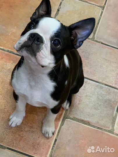 Щенок Бостон Терьер