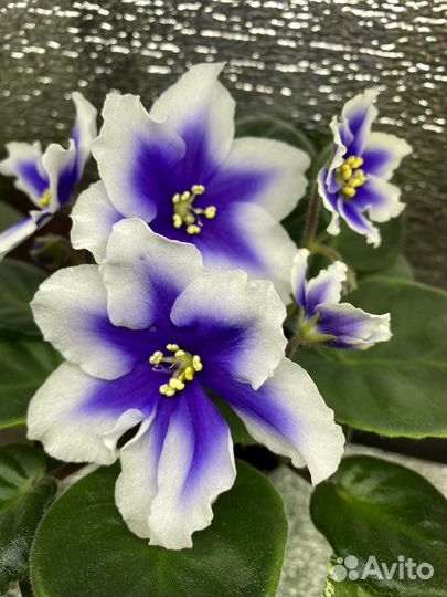 Фиалки, свежий срез