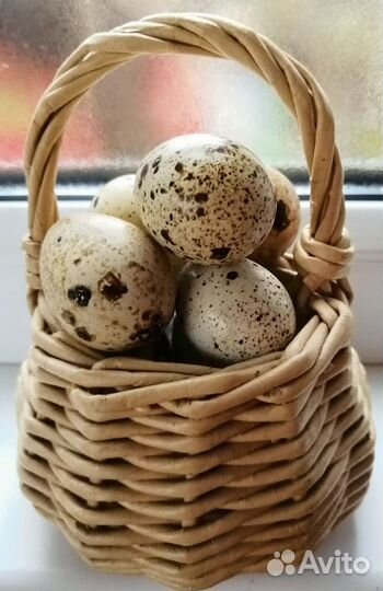 Перепелки несушки