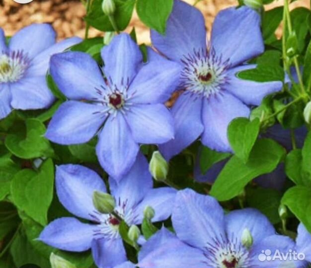 Многолетники садовые 2