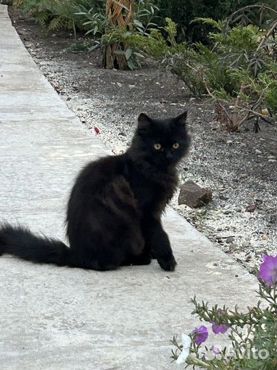 Котята в добрые руки бесплатно