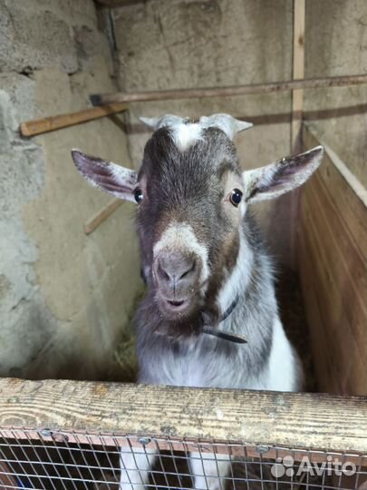 Козел камерунский на вязку