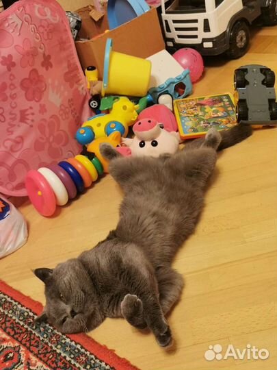 Британский кот вязка