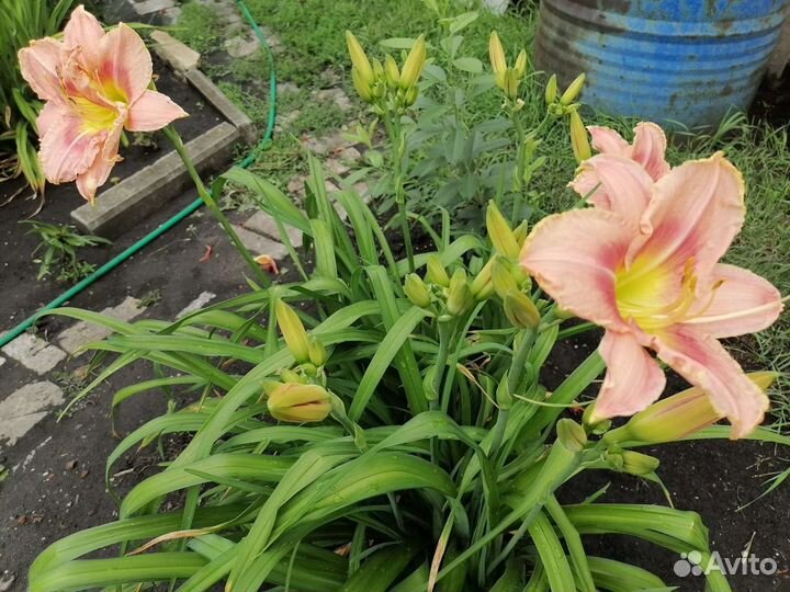 Лилейники, Снежноягодник белый