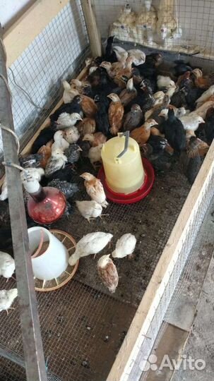 Цыплята от кур несушек