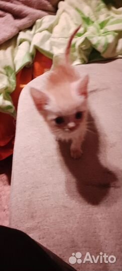 Котик мальчик