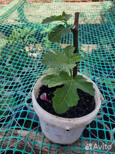 Саженцы инжира