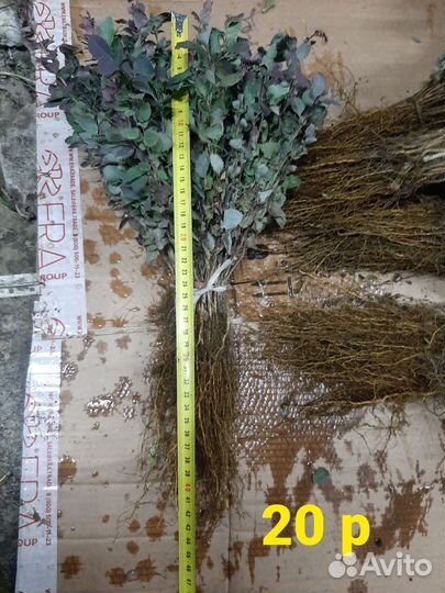 Подвой шиповник, алыча, жердела. Барбарис краснол