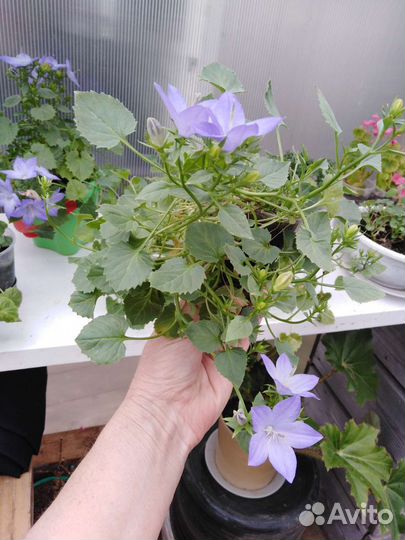 Кампанула жених и любовник