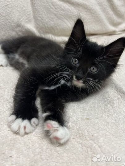 Котенок в добрые руки