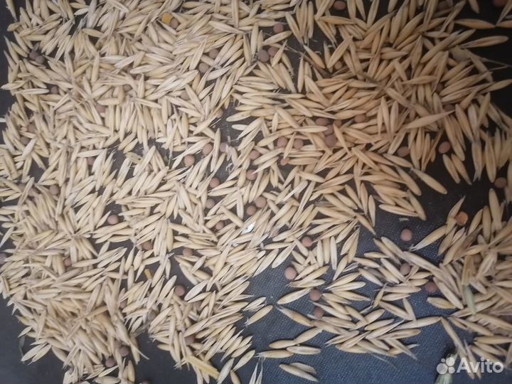 Семена вика овес