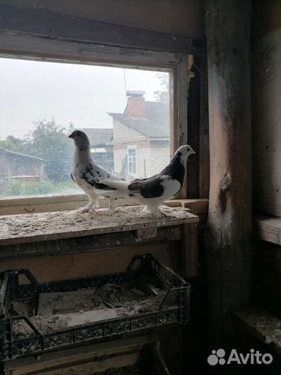 Узбекские игровые бойные голуби